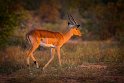 012 Timbavati Private Game Reserve, impala